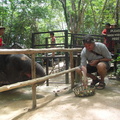 20090417 Half Day Safari - Elephant  86 of 104  001